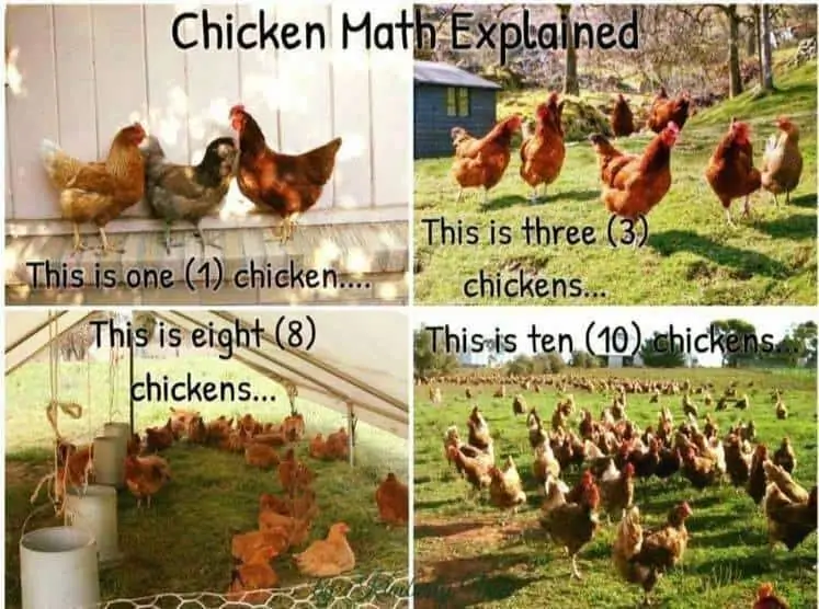 chicken math