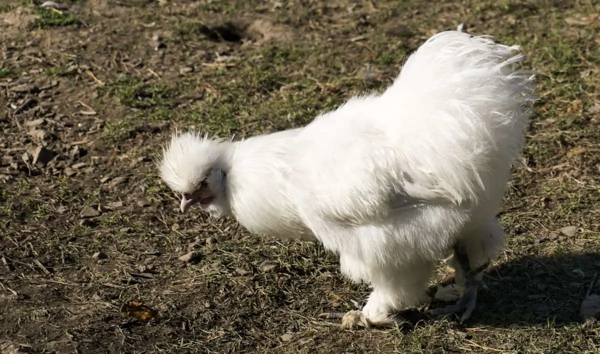 Silky chicken