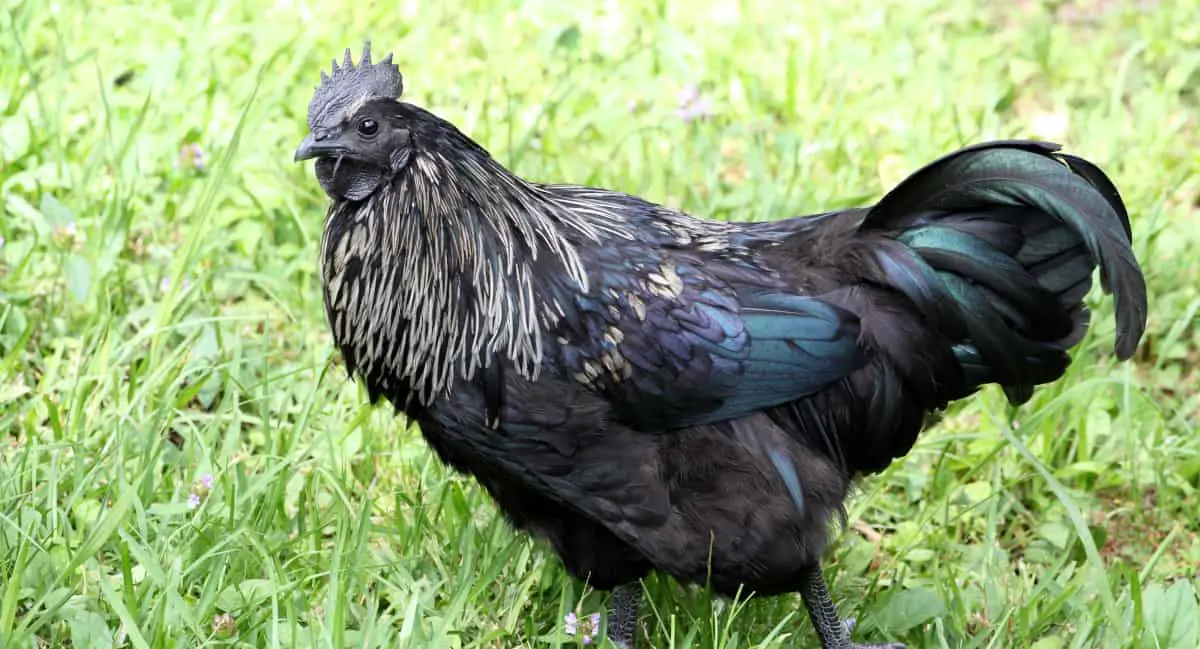 Ayam Cemani