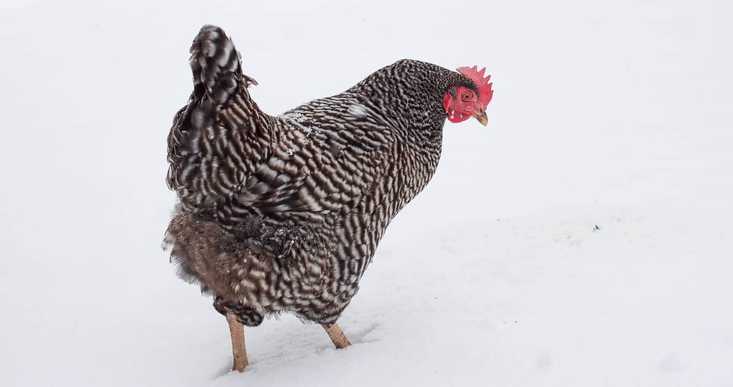 Free-range hen walking in snow
