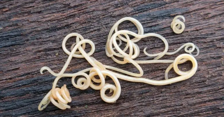 Worms in Chickens: Here's What You Need to Know - Poultry Parade