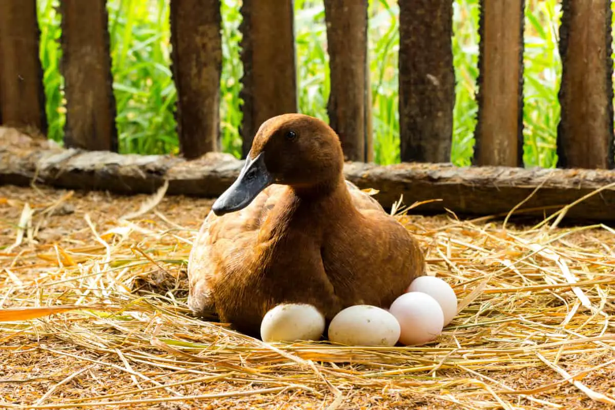 A duck laying on eggs