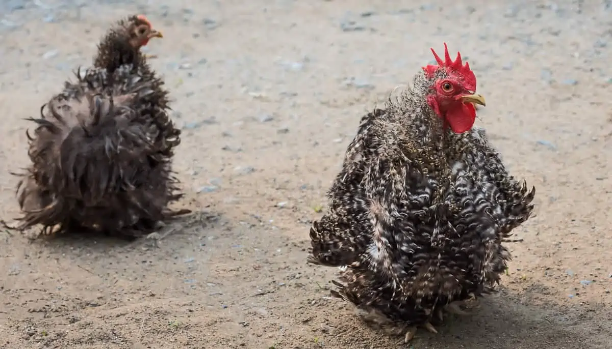 Frizzle Chickens