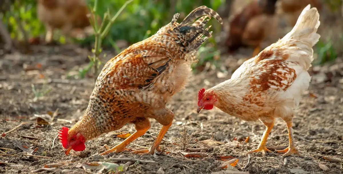 Chickens looking for ants