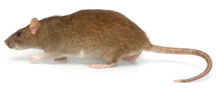 Photo of a grey rat