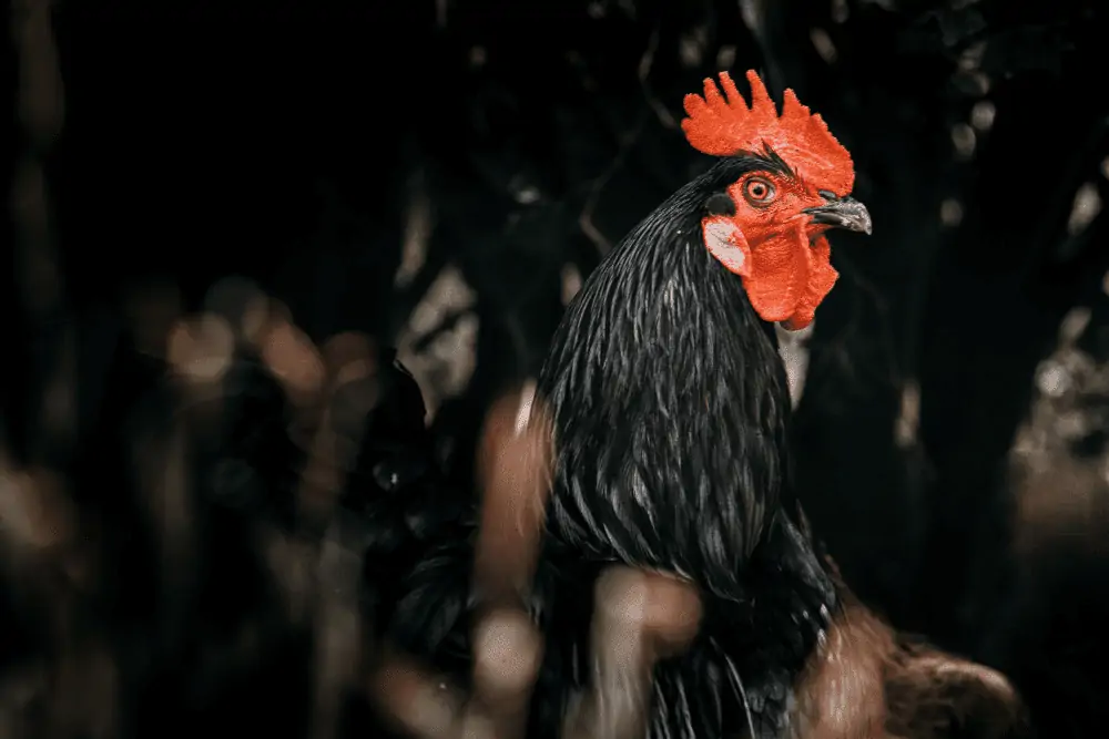 Black Jersey Giant Rooster