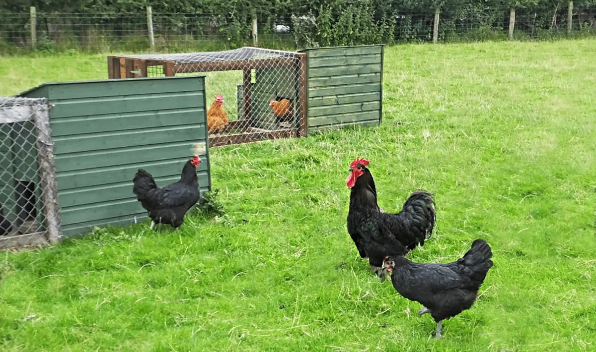 Jersey GIants Giant Chickens